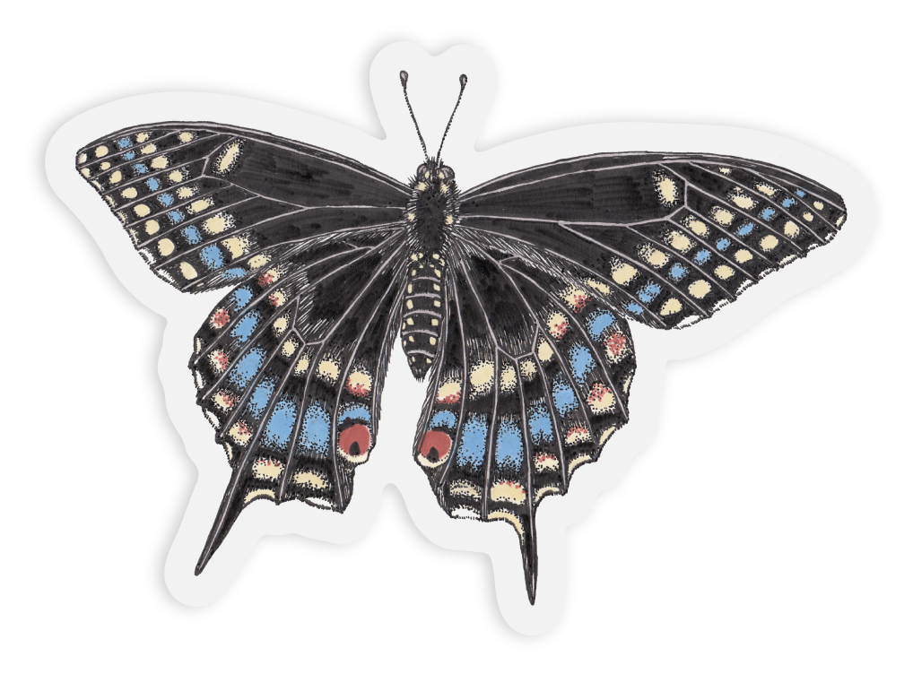 Clear Vinyl Eastern Swallowtail Butterfly stickers 2 pk. —mini cards  Bridgette Jones Nature Prints-Bridgette Jones Nature Prints